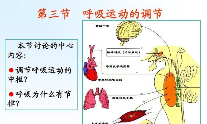 男生1000米慢跑时如何掌握呼吸技巧和正确动作？